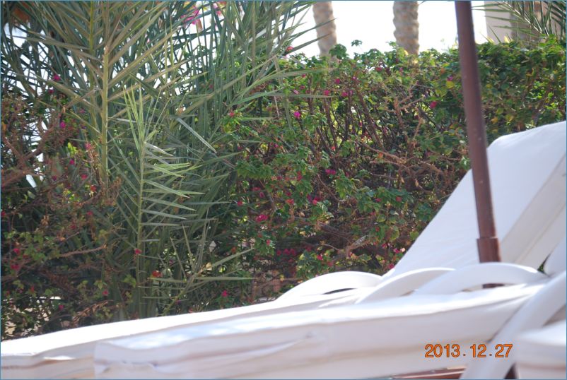 sharm 12 153